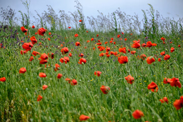 beautiful flowers blooming in spring