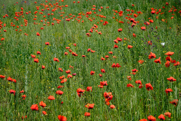 beautiful flowers blooming in spring