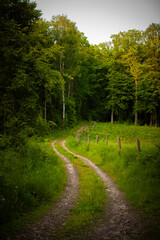forest trees wood plants nature green eco moss landscape 