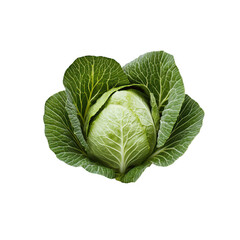 Obraz premium Fresh green cabbage head isolated on transparent background