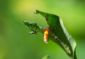 A newly emerged milkweed adult bug, Oncopeltus fasciatus, on an eaten milkweed leaf with its former exoskeleton also on the leaf, in the background
