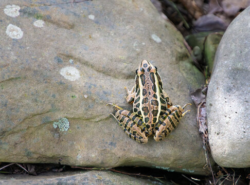 Top view of the back of a pickerel frog, Lithobates palustris, sitting on a rock, showing rectangular brown spots