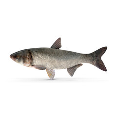 Silver Carp Fish Isolated on Transparent Background