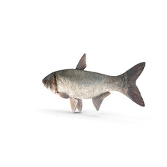 Obraz premium Silver Carp Fish Isolated on Transparent Background