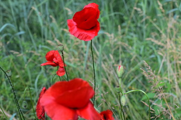 red poppies in the field