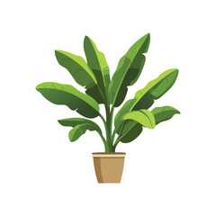 Vibrant Banana Plant in Pot Lush Tropical Foliage Illustration