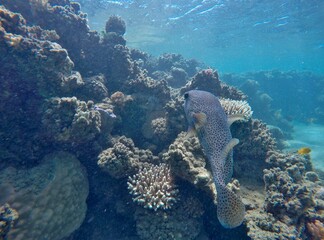 Fototapeta premium puffer fish diodon hystrix above the coral reef