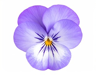Close-up of a vibrant, light purple pansy (1)