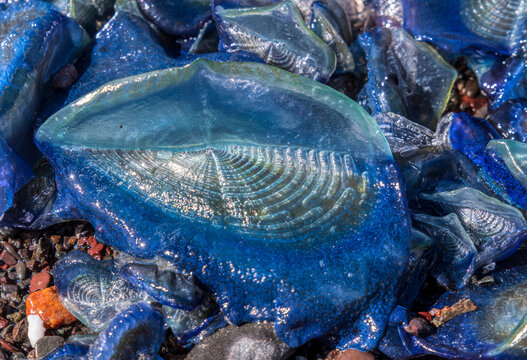 Velella velella jelly fish close-up