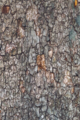 Sooty bark disease on maple tree trunk