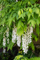Beautiful white Wisteria flowers betwqeen green foliage