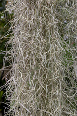 Bakcground texture with close-up of Spanish moss (tillandsia usneoide)