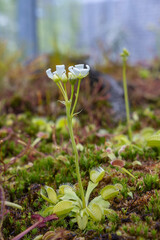 American Venus flytrap plant (Dionaea muscipula) close up. Carnivorous plant