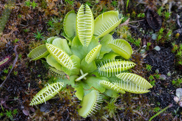 American Venus Flytrap Plant Dionaea