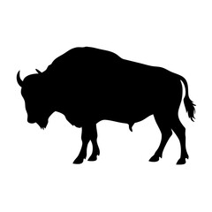 Silhouette of a bison, american buffalo, wildlife animal, mammal, nature, western, plains, bison