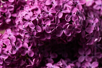 Beautiful lilac flowers as background, closeup. Floral design.