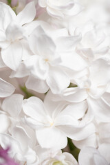 White lilac flowers closeup macro photography. Background for design.