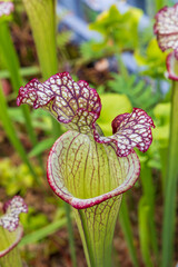 Tropical pitcher plants Nepenthes Albomarginata in Hortus botanicus Leiden in The Netherlands