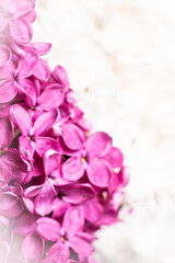 Obraz premium Beautiful lilac flowers on white background.