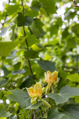 Tulips tree (Liriodendron tulpifera) in full bloom