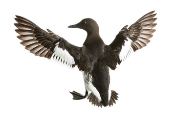 Fototapeta premium Black Guillemot in Flight Stunning Wildlife Photography