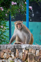 A Rhesus Macaque monkey (Macaca mulatta) sits on a rough, stacked stone wall, looking upward. The scene includes pink oleander flowers and a blue metal pole in the background, capturing urban/wildlife