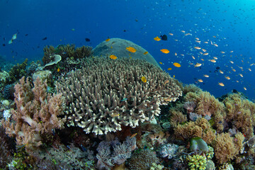 A diverse array of corals and colorful fish thrive on a reef in the Pantar Strait, near the island of Alor, Indonesia. This tropical region harbors spectacular marine biodiversity.