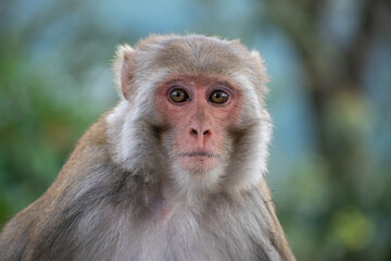 A Rhesus Macaque monkey (Macaca mulatta) looks directly at the camera in a close-up portrait, displaying its pinkish-red face and light brown/grey fur framed by a blurred green background.