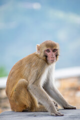 A full-body view of a Rhesus Macaque monkey (Macaca mulatta) sitting on a stone/cement surface and looking directly at the camera. The background is a soft, blurred landscape of hazy blue hills & sky.