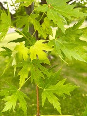 Green maple leaves covered in red gall mites, also called maple bladder gall mites.