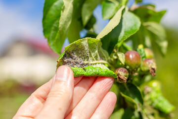 Hand holding a curled green apple leaf with a colony of aphids and unripe fruits on the tree....