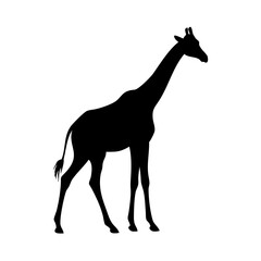 Giraffe silhouette vector illustration african animal wildlife safari zoo mammal nature design africa tall giraffe