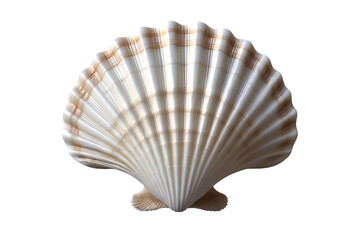 Closeup of a scallop shell on black background