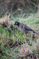A common myna bird with yellow beak and eye patch forages on green grass and dry vegetation. Its brown body and dark head contrast with the lush ground in this natural outdoor wildlife scene in forest
