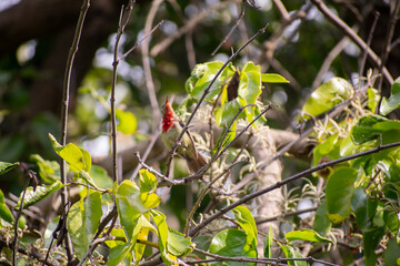 A male crimson sunbird with a red throat perches on a tree branch surrounded by bright green leaves in natural sunlight, blending into its tropical forest habitat. Found in a indian hill town village.