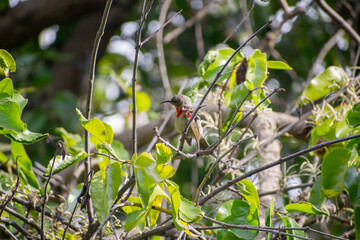 A male crimson sunbird with a red throat perches on a tree branch surrounded by bright green leaves in natural sunlight, blending into its tropical forest habitat. Found in a indian hill town village.