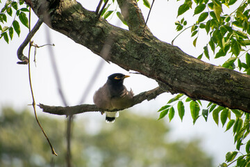 A common myna bird with dark brown plumage, yellow beak and eye patch perches on a textured tree branch. The background is softly blurred with green foliage, creating a natural village forest scene.