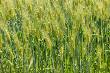 Rural landscape with wheat fields in Japan