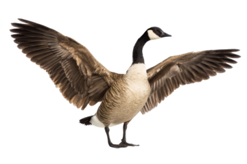 Majestic Canada Goose in Flight Wings Spread Wide, Isolated on White Background