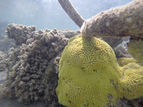 turbinaria mesenterina yellow coral non reef builder