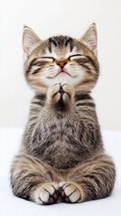 Fototapeta premium Adorable kitten, paws together, eyes closed, serene pose