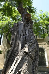 old tree in the park