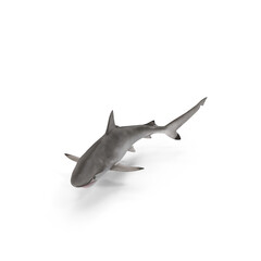Spot-tail Shark Isolated on Transparent Background