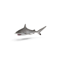 Spot-tail Shark Isolated on Transparent Background