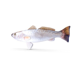 Spotted Seatrout Fish Isolated on Transparent Background