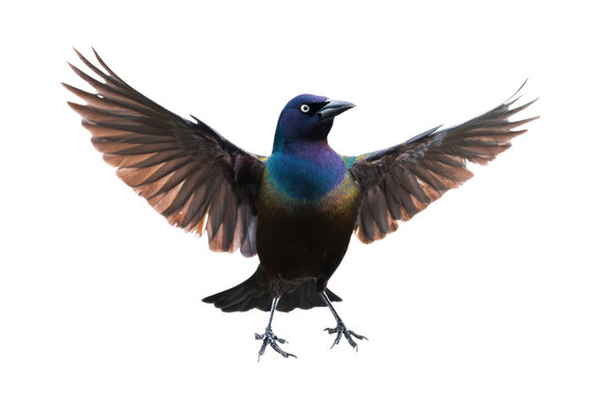 Majestic Great-tailed Grackle in Flight Wings Spread Wide