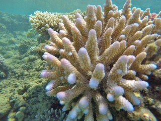 Acropora humilis, also known as finger coral, is a species of acroporid coral found in the Gulf of Aden, the Red Sea, the northern and southwestern Indian Ocean, Australia, the central Indo-Pacific