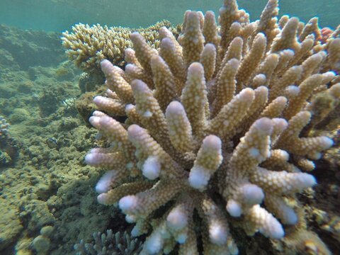 Acropora humilis, also known as finger coral, is a species of acroporid coral found in the Gulf of Aden, the Red Sea, the northern and southwestern Indian Ocean, Australia, the central Indo-Pacific