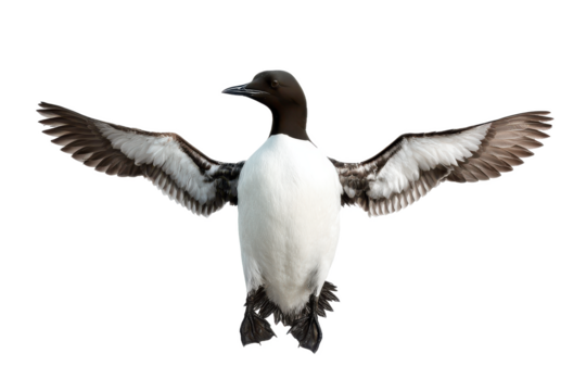 Majestic Black-throated Loon in Flight Stunning Wildlife Photography