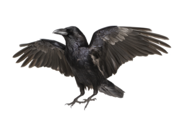 Majestic Raven with Wings Spread High-Resolution Bird Photography